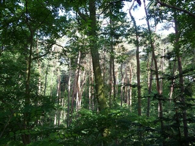 Auch Urwald