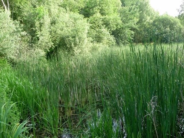 Am Weiher