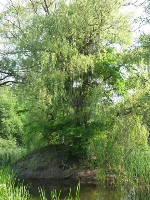 Inselbaum