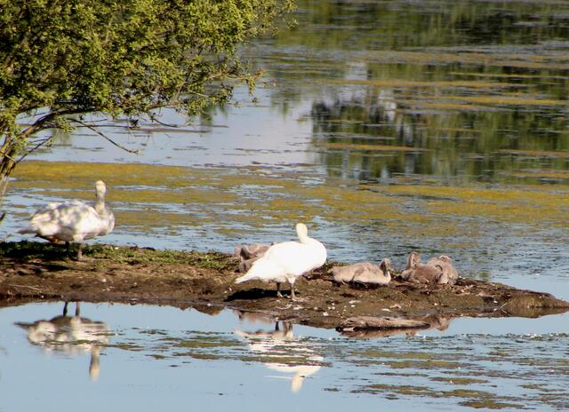 Familie Schwan auf ihrer Insel