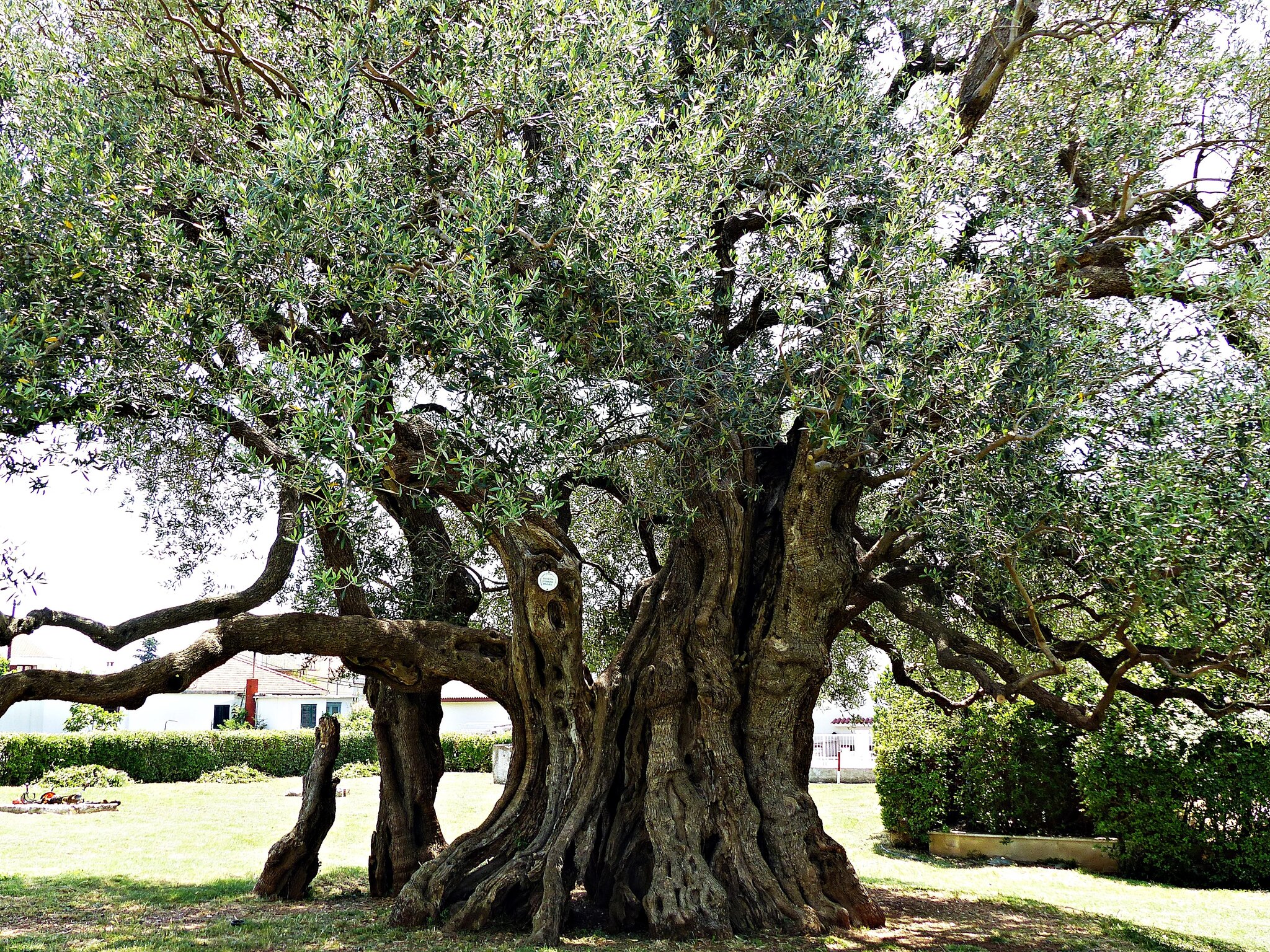 Ein 1500 Jahre alter Olivenbaum. - Knigsbrunn