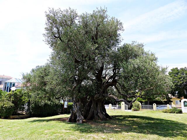 Mastrinka