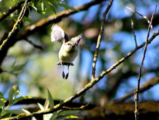 Hier startet ein Erlenzeisig (Caruelis spinus)