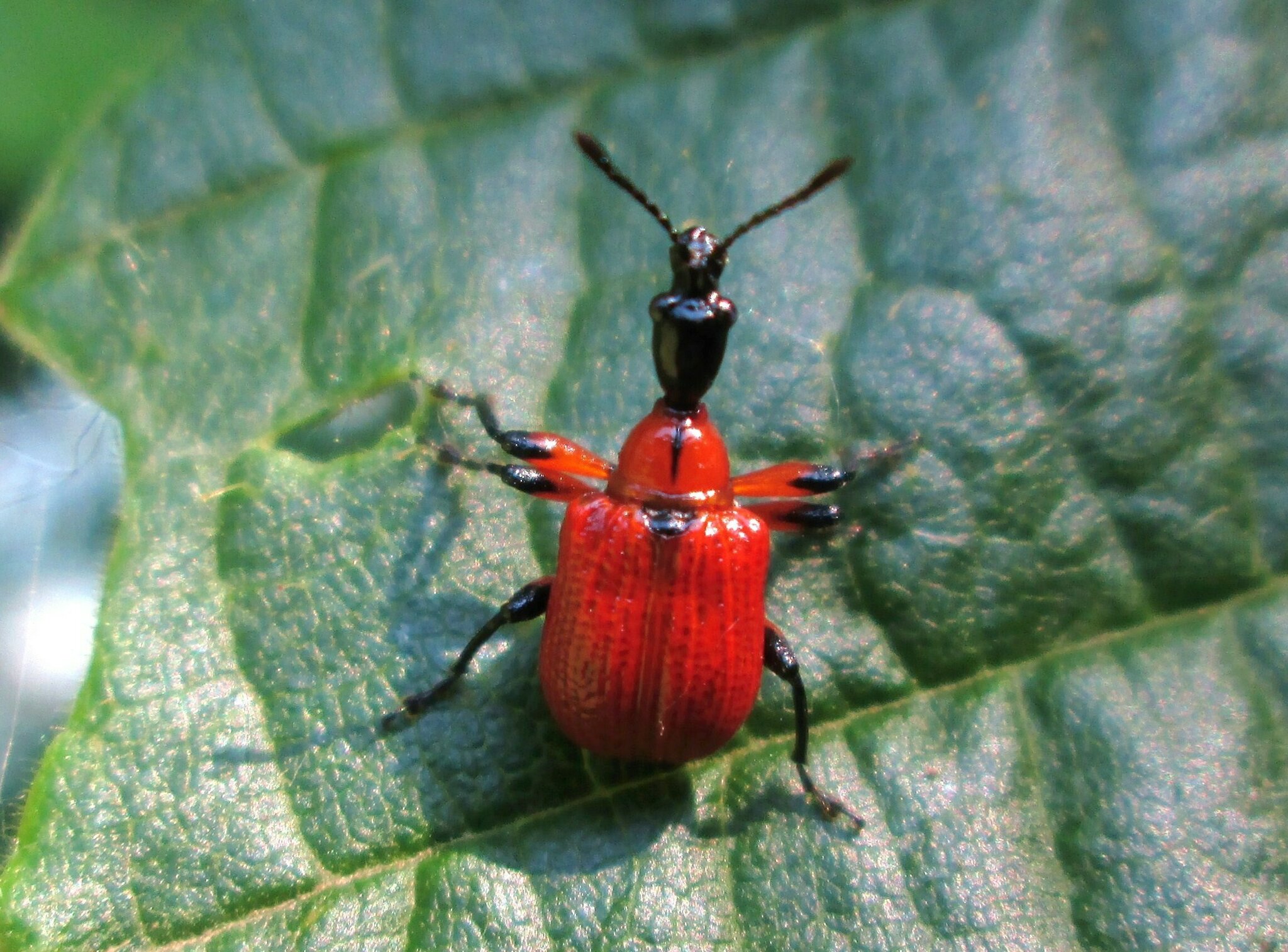 Haselblattroller (Apoderus coryli) | Natur | Bildergalerie - Donauwörth