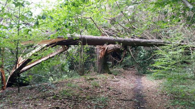 Dieser Baum kippte und riss einen zweiten Baum mit