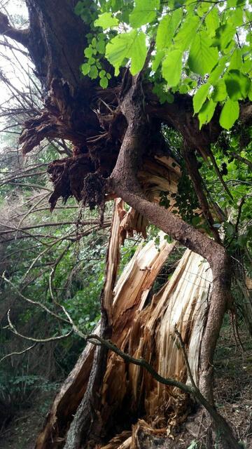 War es ein Blitzschlag oder eine Sturmböe der diesen Baum förmlich zeriss?