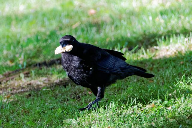 "Etwas trocken, es stillt aber den Hunger!"
