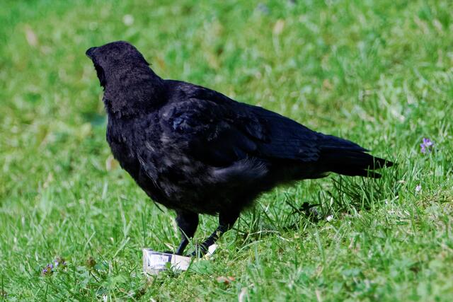 "Nix rauchen - aber es heißt doch, nach dem Essen sollst du rauchen oder ... wie lautet noch einmal das Zweite?"