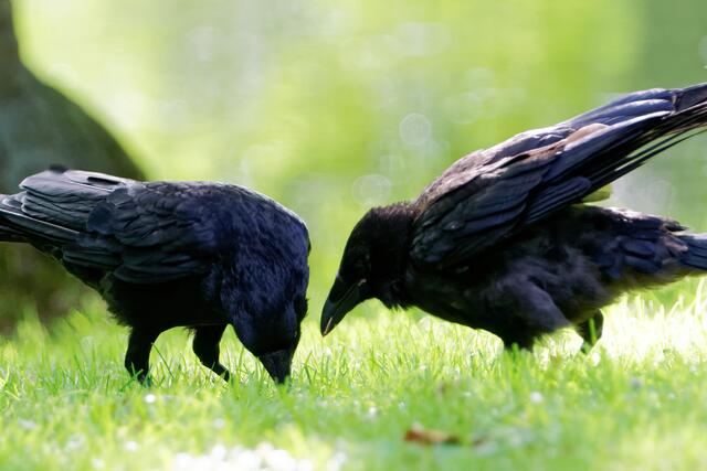 "Du, nach dem Essen rauchen soll tödlich sein. Komm, lass uns gemeinsam das Zweite tun, es soll auch sehr gesund sein!"
