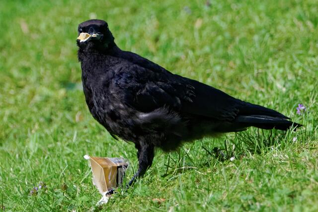 "Was sagst du da, rauchen ist schädlich, ja sehr oft sogar tödlich?"