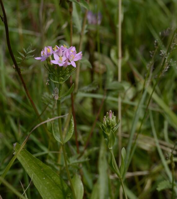zwei Pflanzen habe ich entdeckt - wegen der schönen rosa Blütenfarbe im nicht mehr so grünem Gras