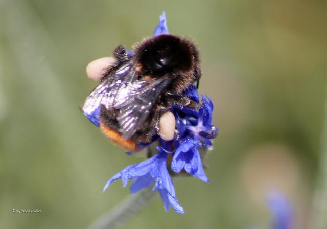 Hummel...