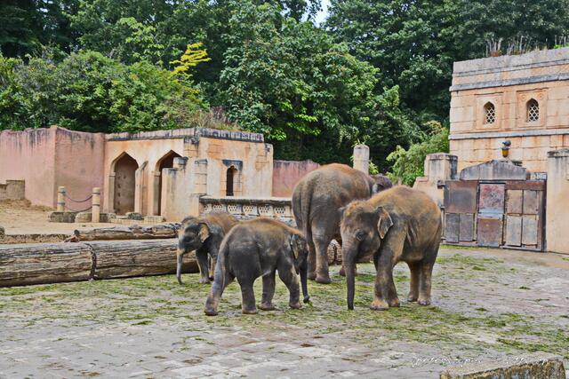 Familie Elefant...