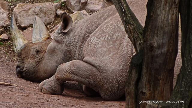schläfriges Nashorn..