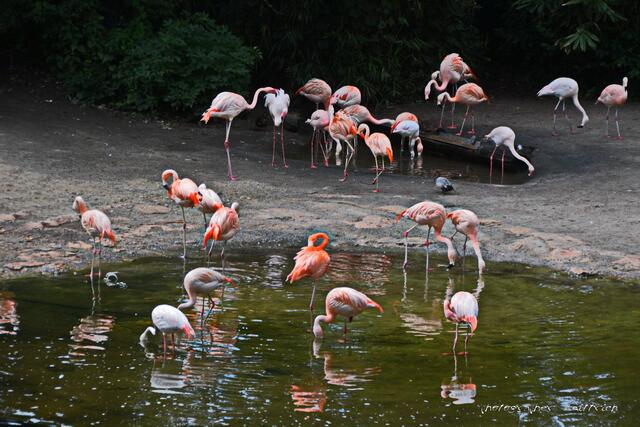 Flamingos