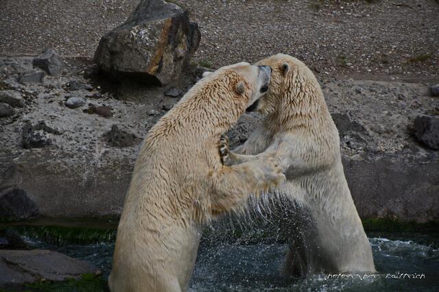 Eisbärenspiel...
