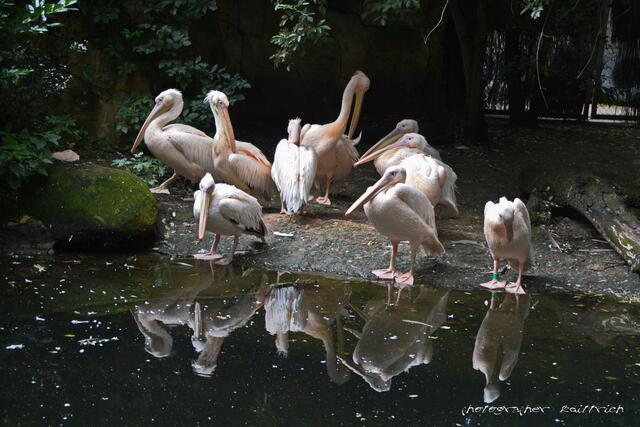 Pelikane..