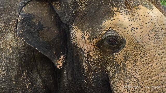 Trauriger Elefantenbulle, ganz allein im Gehege...