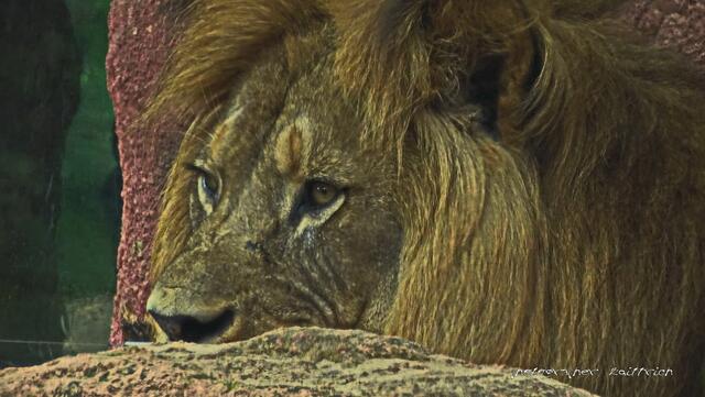 ..durch Plexiglas...Berberlöwe