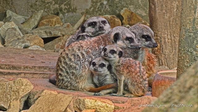 Erdmännchenfamilie unter Rotlicht...
