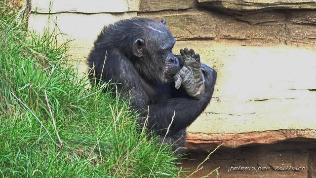 Schimpanse..