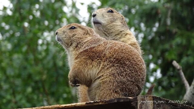 Schwarzschwanz Präriehund...