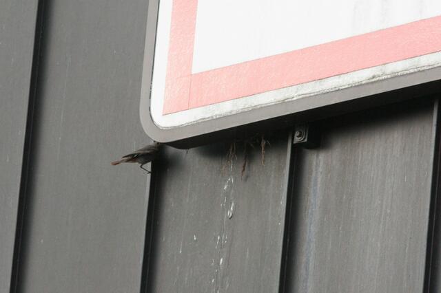 Geschickt verschwindet er hinter dem Schild um das Futter abzuliefern.