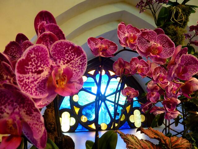 Orchideen und Kirchenfenster passen gut zusammen.