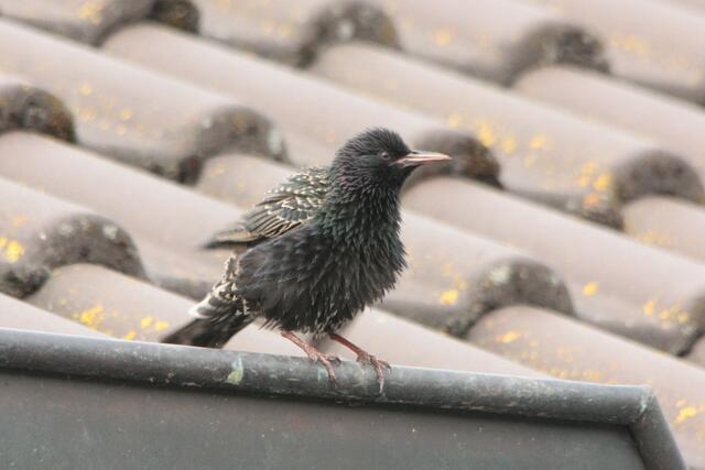 Ich bin heute ein Igel...