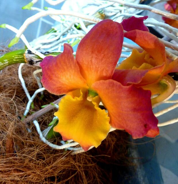 Eine besonders große Blüte