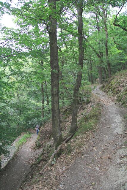 Anstieg auf dem Rheinsteig in Serpentinen im Eichenwald