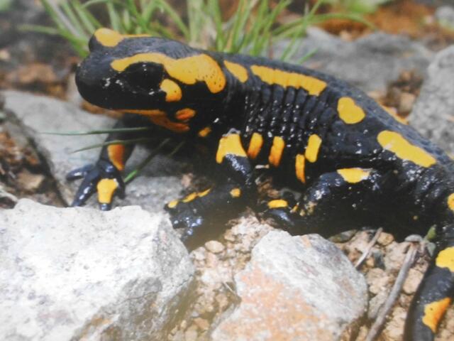 Salamander