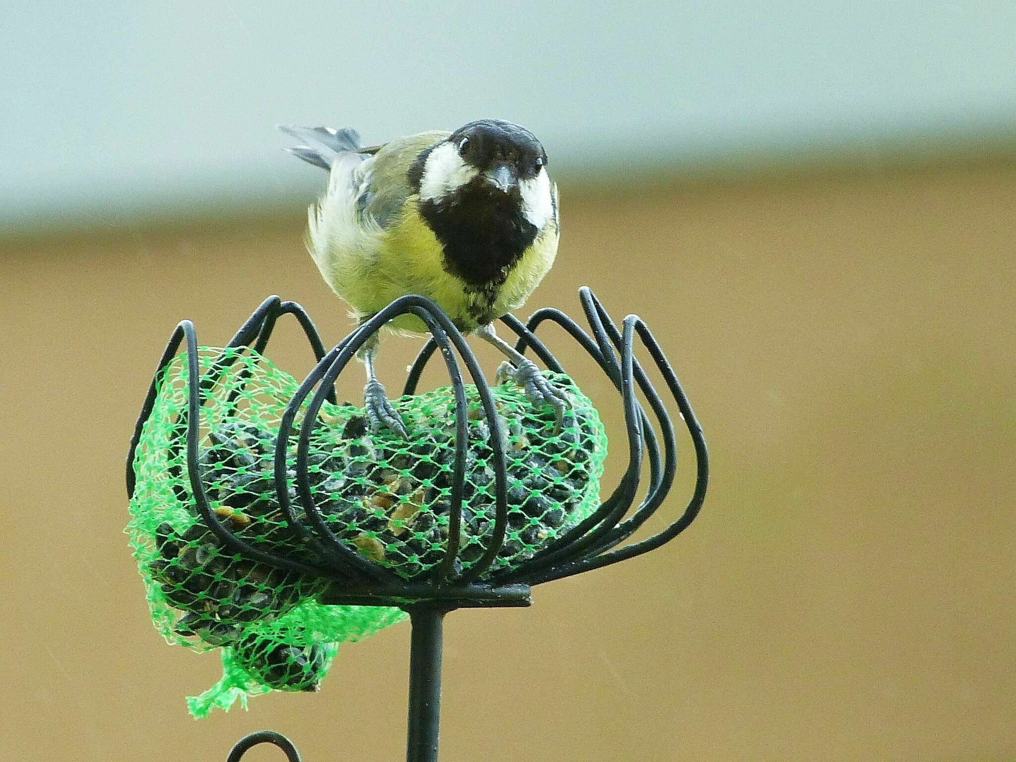 Meisen kommen auch im Sommer gern zur Futterstelle - Laatzen