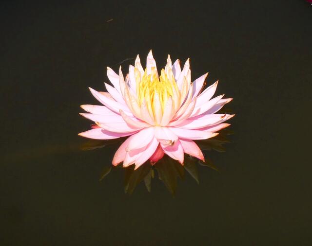 Eine besonders großblütige Art