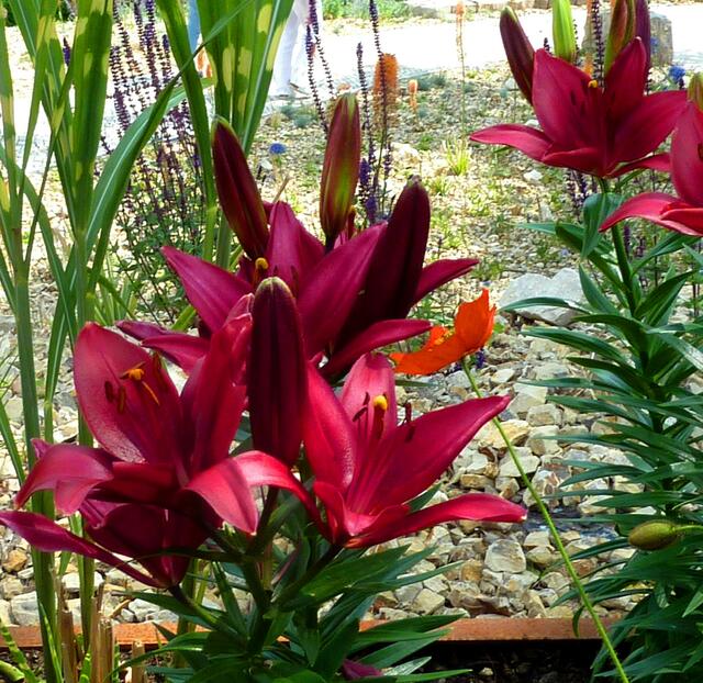 Lilien mit zarter Mohnblume