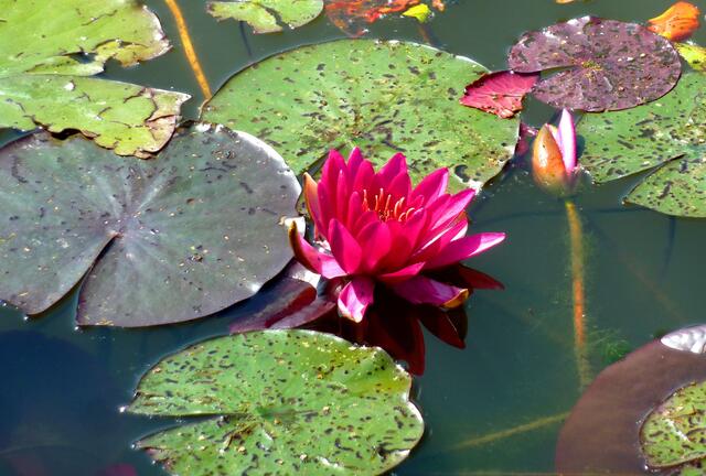 Seerosen in herrlichen Farben erwarten die Besucher.