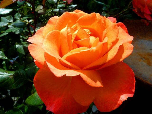 Traumhaft schöne Rose