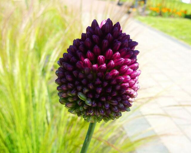 Faszinierende Farbe des Alliums