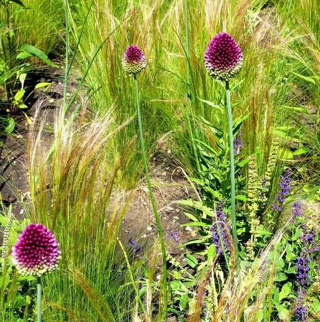 Blumenbeet mit Allium und Salbei