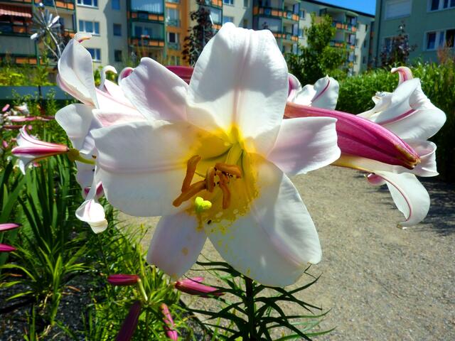 Prächtige Lilienblüten