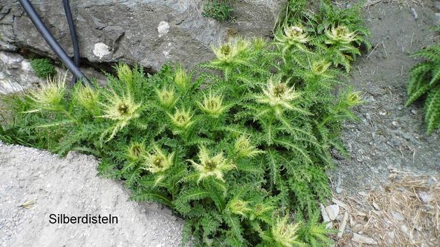 Silberdistel
