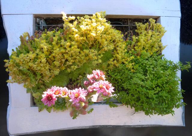 Auch dieses lebendige Bild ist schön.