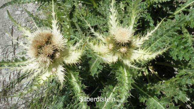 Silberdistel