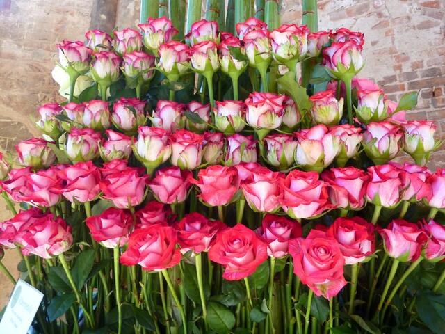 Schön in Reih und Glied