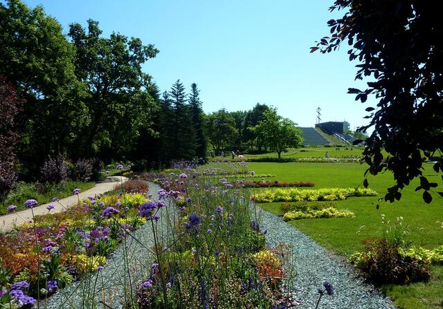 Blumenvielfalt auf dem Marienberg; im Hintergrund ist der optische Telegraf auf der Linie Berlin-Koblenz zu sehen.