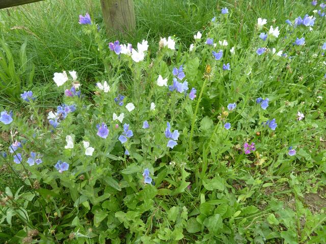 An den Rändern blühende Blumen.