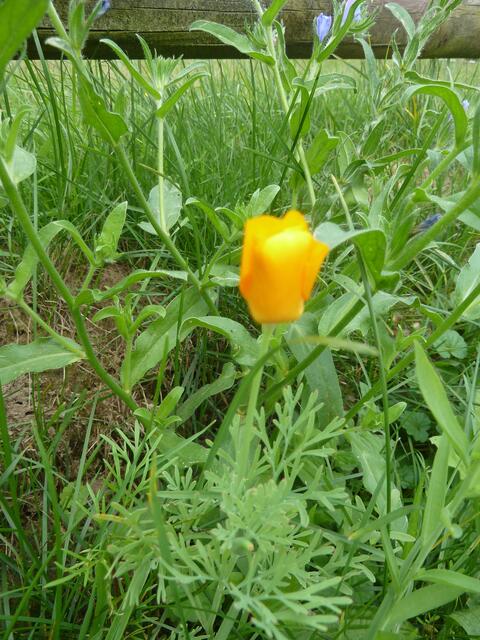 Eine besondere Blüte.