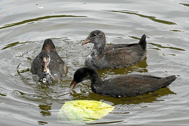Drei Halbstarke. "Ach, ihr macht hier auch so einen lauten Krach!" "Max will das Blatt für sich ja ganz alleine haben!" "Ich mach' euch jetzt Beine, im Teich gibt es viele Hundert Pflanzen und abertausendfach Blätter!"
