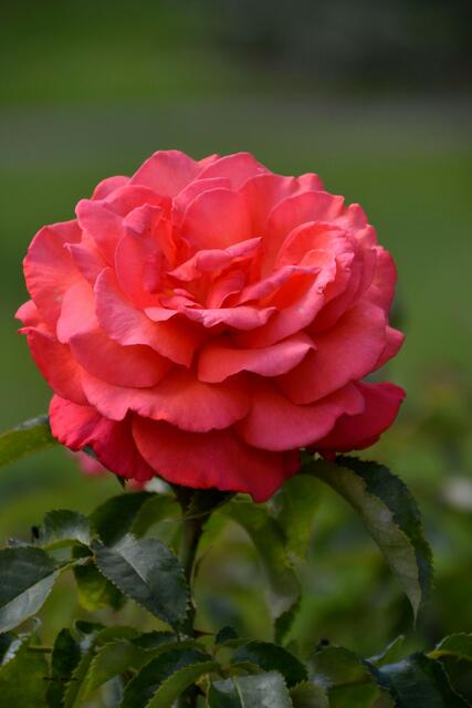 Viel Freude verbreitete die Edelrose "Freude"® (Foto: Katja Woidtke)