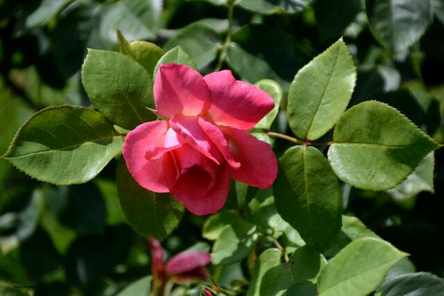 Die Rosenblätter sind meist "gesägt" (Foto: Katja Woidtke)